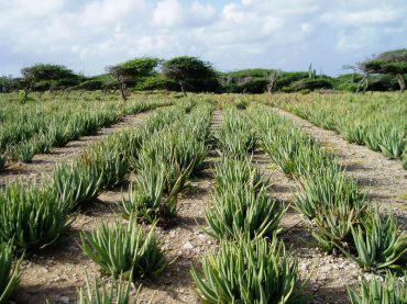 Aloe vera nieuws