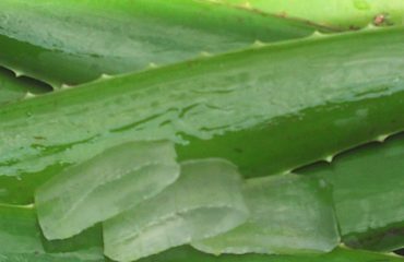 Aloe vera bevat antioxidanten