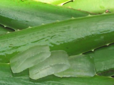 Aloe vera bevat antioxidanten