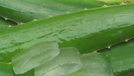 Aloe vera bevat antioxidanten