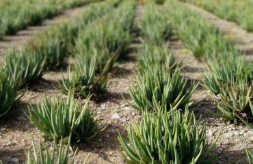 aloe vera plant met acemannan