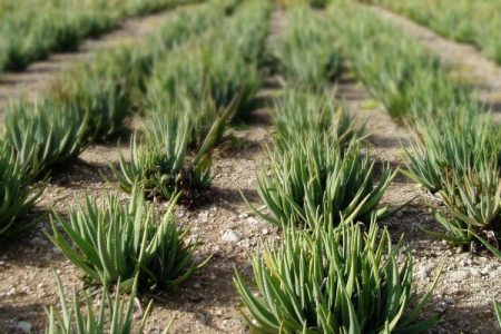 aloe vera plant met acemannan