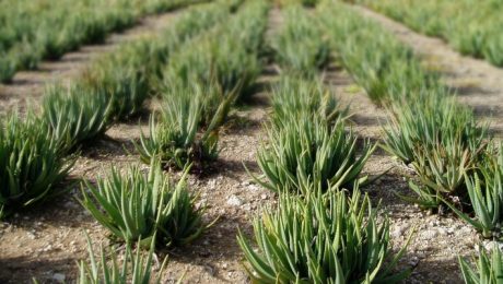 aloe vera plant met acemannan