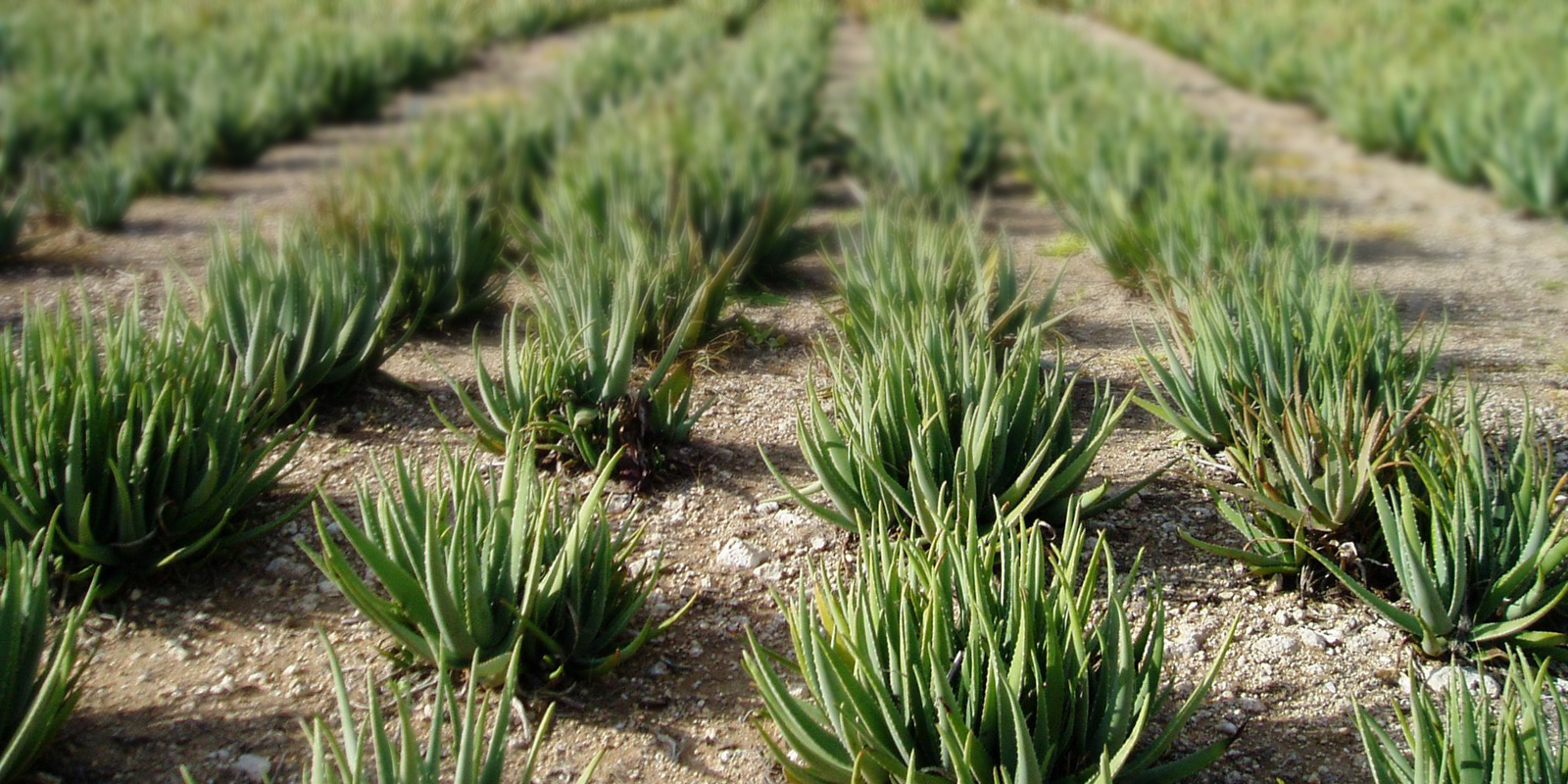 aloe vera plant