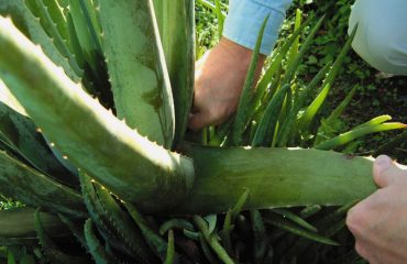 aloe propolis creme