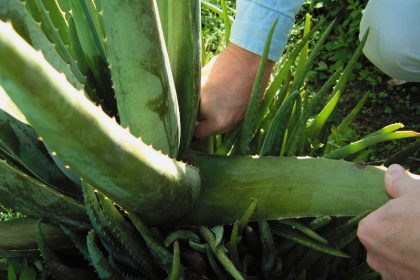 aloe propolis creme