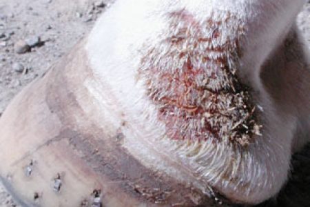 mok bij paarden en aloe vera