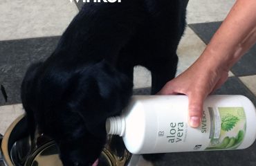 aloe vera drank voor dieren