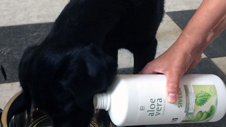 aloe vera drank voor dieren