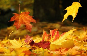 Herfst, meer energie in het najaar