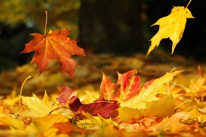 Herfst, meer energie in het najaar