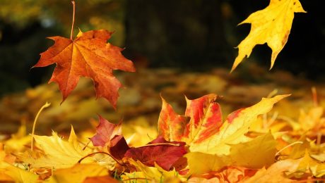 Herfst, meer energie in het najaar