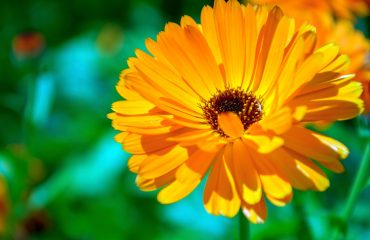 Calendula