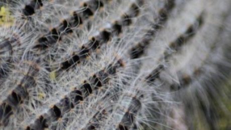 Eikenprocessierups klachten behandelen met Aloe Vera